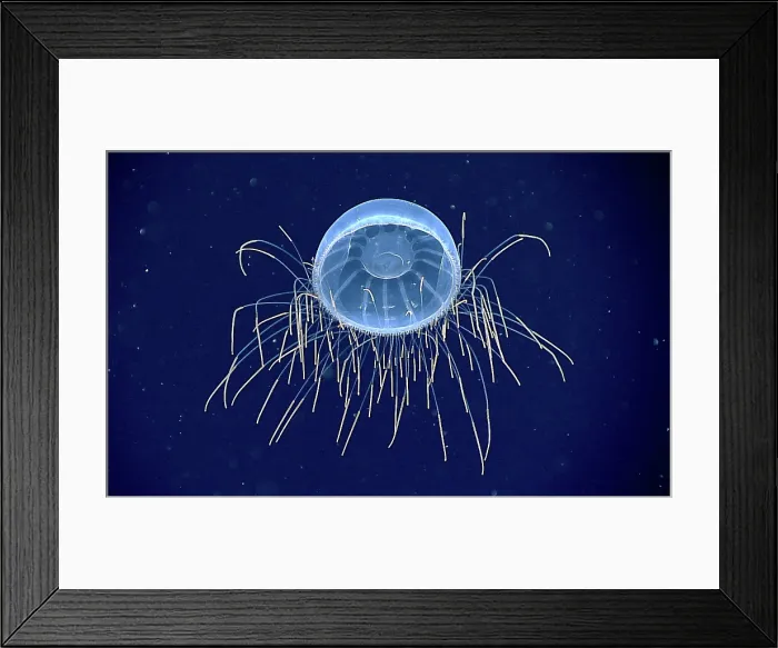 Framed Print : Hydromedusa (Halicreatis sp.), Deep Sea Jellyfish Framed Print : Hydromedusa (Halicreatis sp.), Deep Sea Jellyfish
