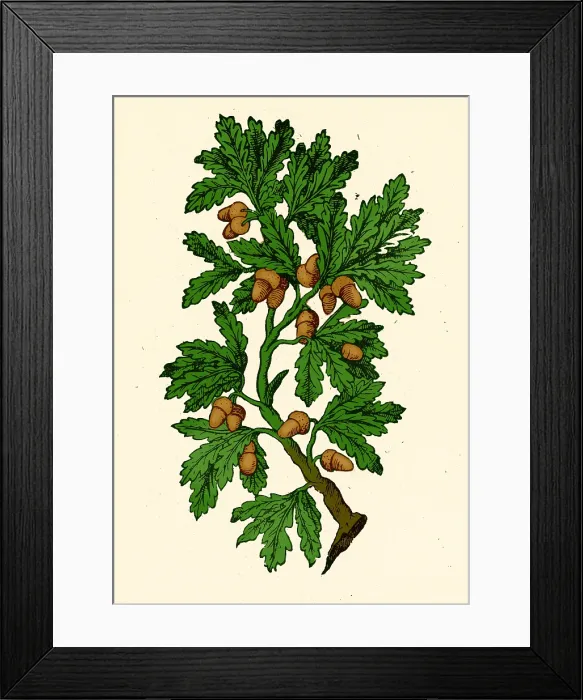 Framed Print : Oak Tree, Mattioli's Discorsi, 1544