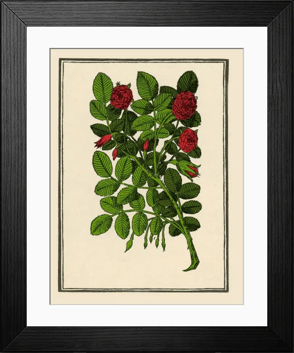 Framed Print : Damask Rose Framed Print : Damask Rose