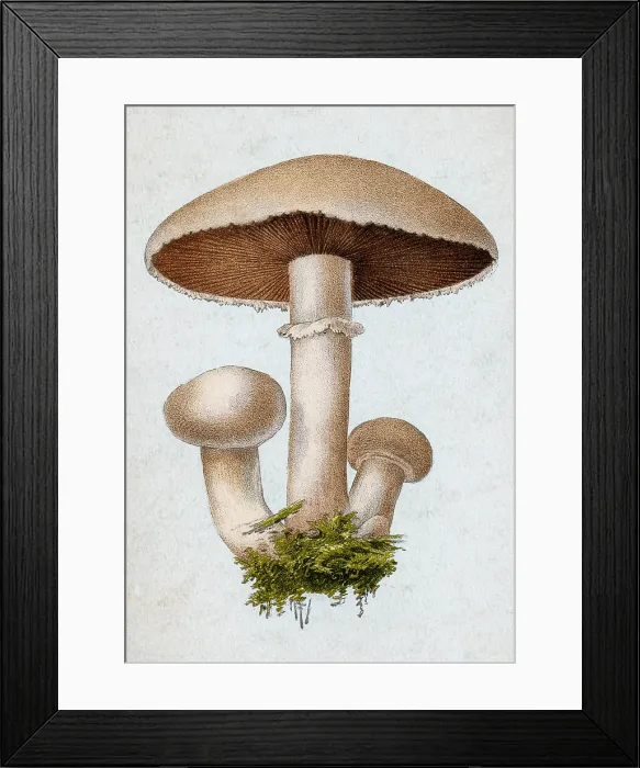 Framed Print : Field Mushroom, Agaricus campestris