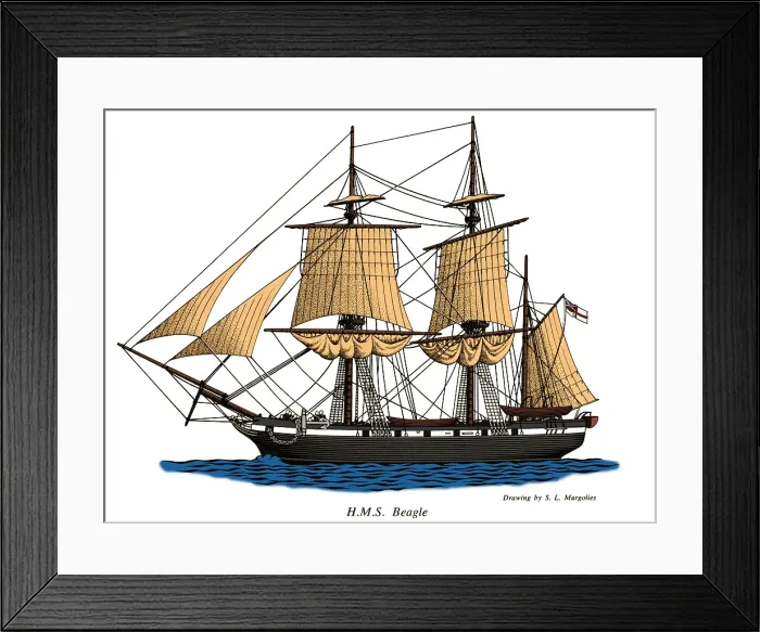 Framed Print : HMS Beagle Framed Print : HMS Beagle