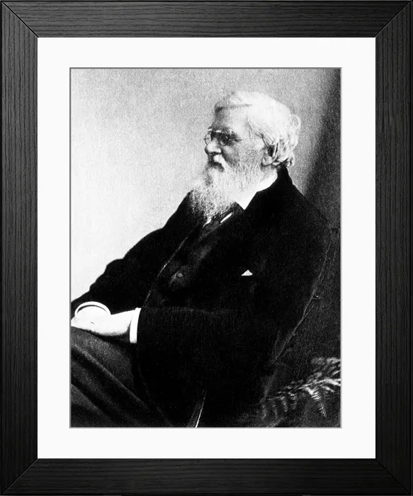 Framed Print : Alfred Russel Wallace, Welsh Naturalist Framed Print : Alfred Russel Wallace, Welsh Naturalist