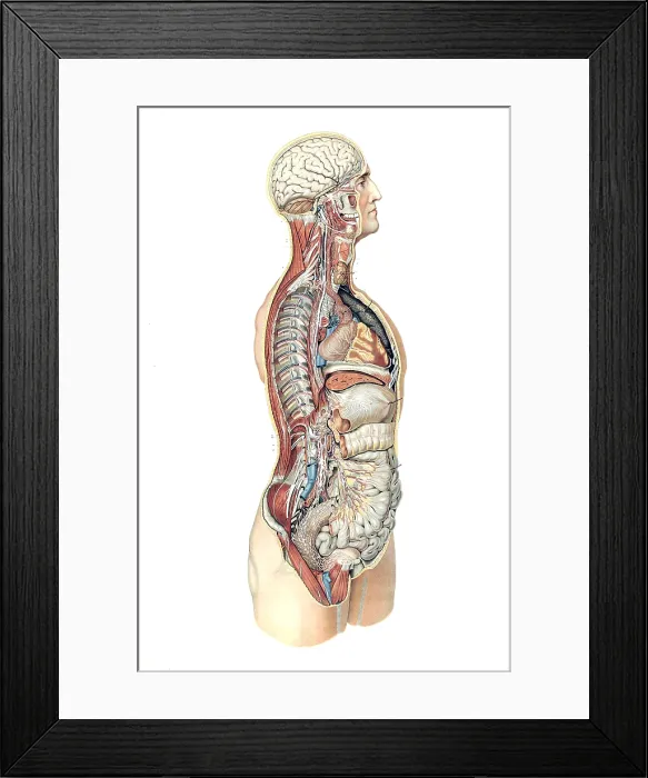 Framed Print : Anatomie du Corps Humain, Laskowski, 1894 Framed Print : Anatomie du Corps Humain, Laskowski, 1894
