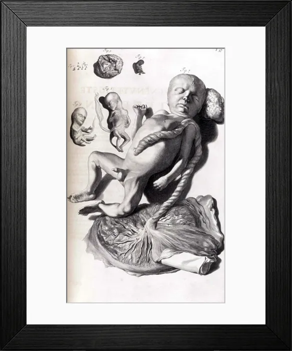 Framed Print : Anatomia humani corporis, Table 57, 1690 Framed Print : Anatomia humani corporis, Table 57, 1690