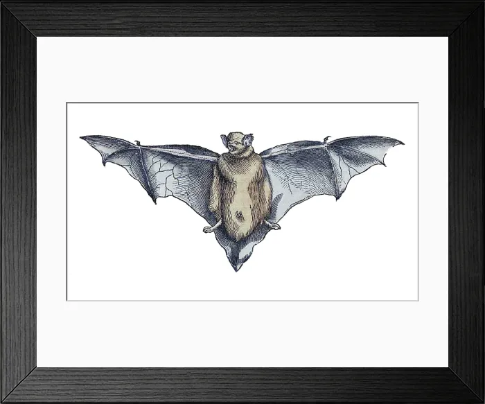Framed Print : Gessner, Bat, 16th Century