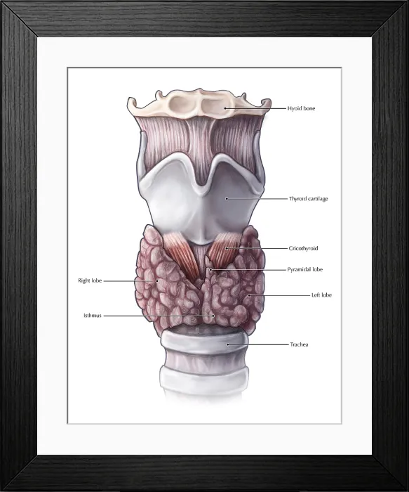 Framed Print : Thyroid Anatomy
