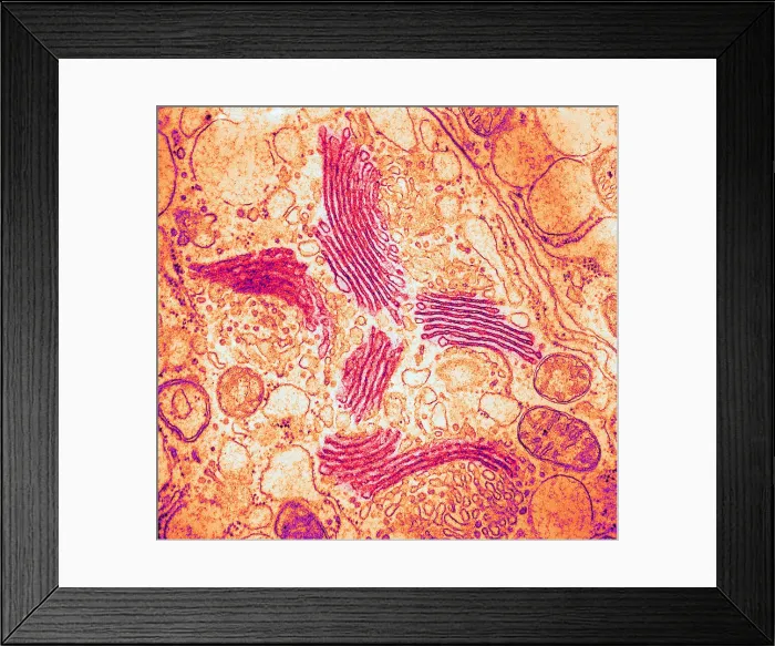 Framed Print : TEM of Golgi Bodies Framed Print : TEM of Golgi Bodies