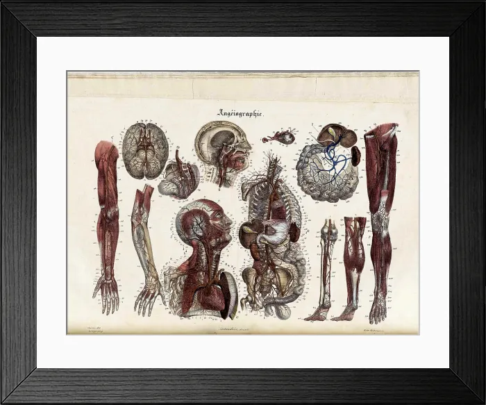 Framed Print : Anatomie Methodique Illustrations Framed Print : Anatomie Methodique Illustrations