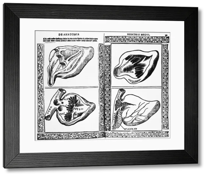 Framed Print : Heart Illustration, 1523 Framed Print : Heart Illustration, 1523