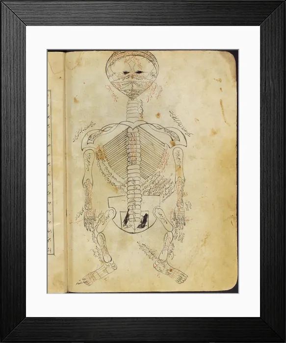 Framed Print : Mansur's Anatomy, Skeletal System, 15th Century Framed Print : Mansur's Anatomy, Skeletal System, 15th Century