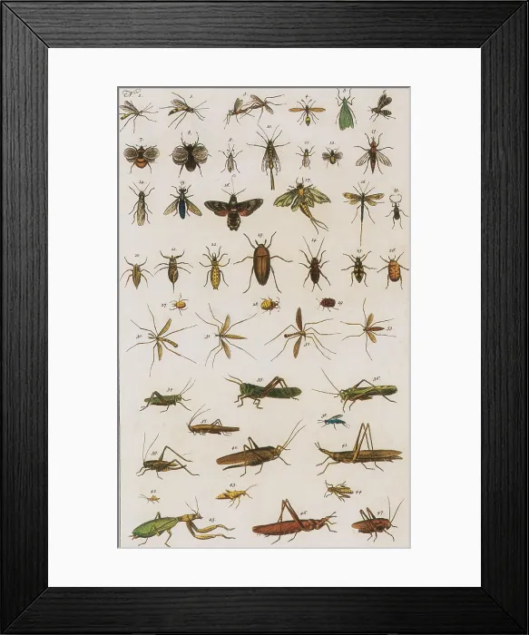 Framed Print : Insects, Seba's Thesaurus, 1734 Framed Print : Insects, Seba's Thesaurus, 1734