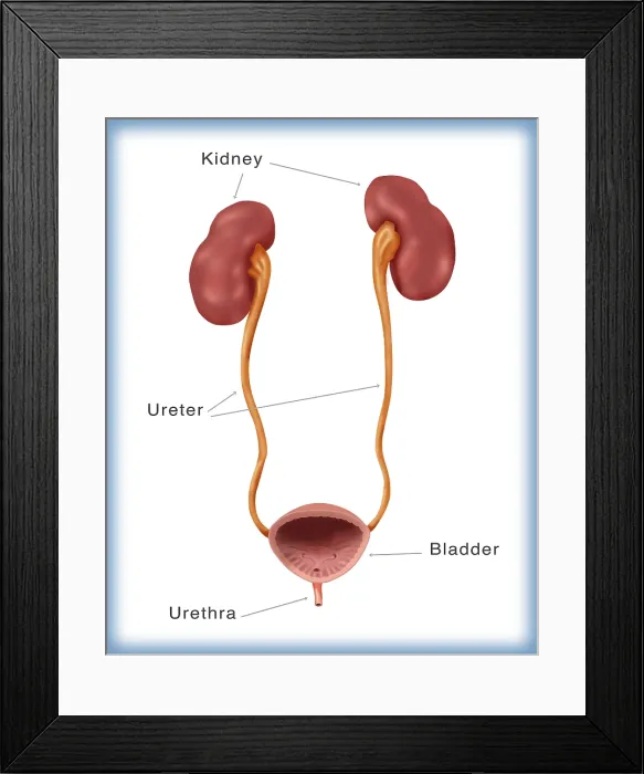 Framed Print : Kidneys, Ureter & Urinary Bladder, Illustration