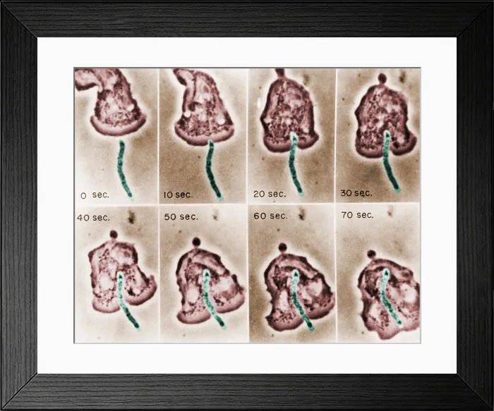 Framed Print : Phagocytosis, WBC Ingests Bacillus megaterium, light micrograph Framed Print : Phagocytosis, WBC Ingests Bacillus megaterium, light micrograph