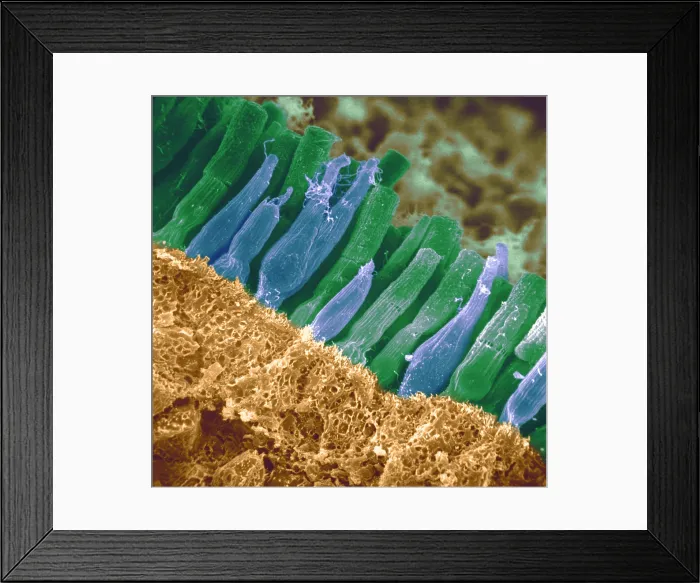 Framed Print : Rods and cones in retina