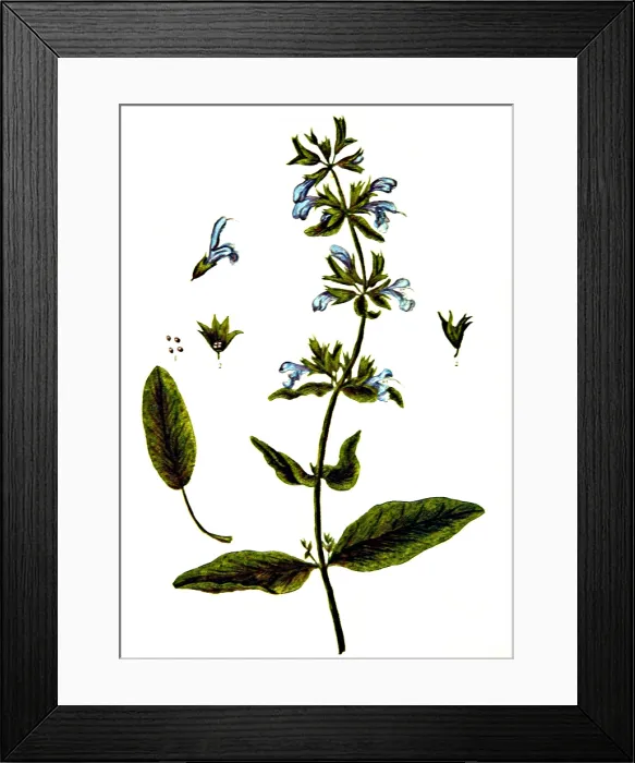 Framed Print : Sage, Alchemy Plant Framed Print : Sage, Alchemy Plant