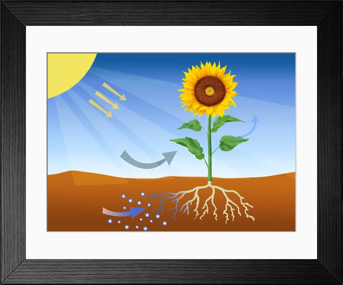 Framed Print : Photosynthesis Framed Print : Photosynthesis