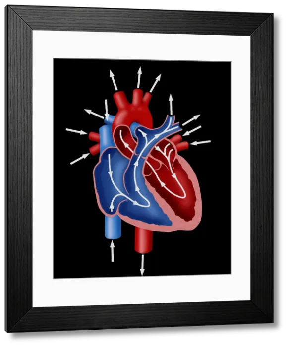 Framed Print : Blood Flow Diagram