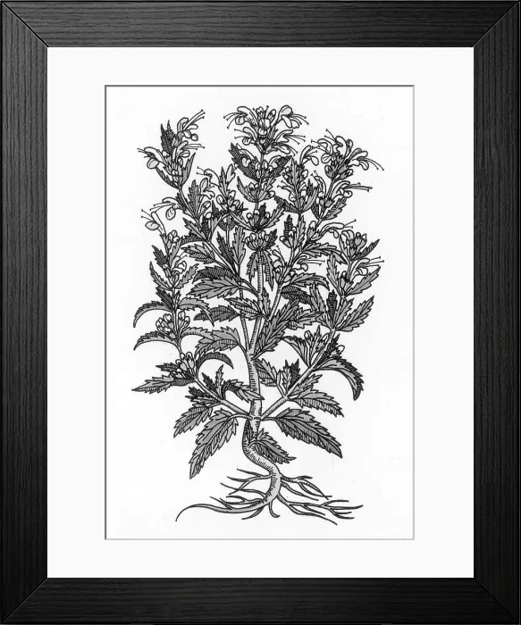 Framed Print : Turkey Balm Framed Print : Turkey Balm