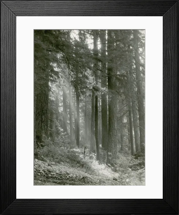 Framed Print : Forest of Douglas-fir Trees