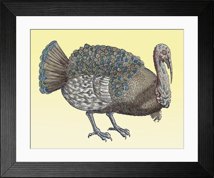 Framed Print : Gessner, Turkey, 16th Century Framed Print : Gessner, Turkey, 16th Century
