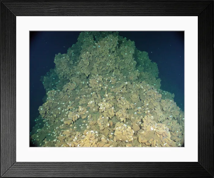 Framed Print : Vent Mussels Framed Print : Vent Mussels
