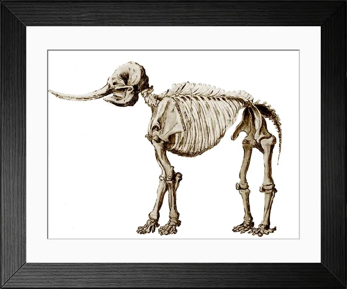 Framed Print : Mastodon Skeleton Framed Print : Mastodon Skeleton