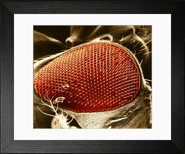 Framed Print : Fruit Fly Eye, under a microscope (SEM) Framed Print : Fruit Fly Eye, under a microscope (SEM)
