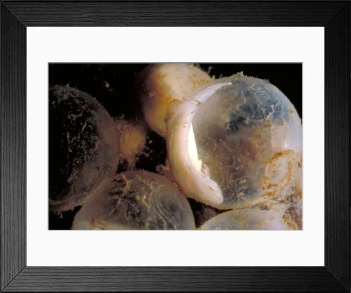 Framed Print : Hellbender Eggs Framed Print : Hellbender Eggs
