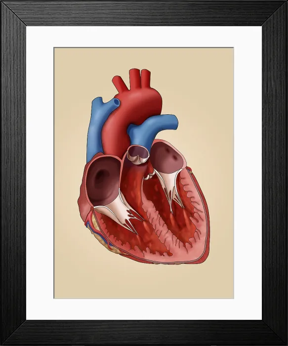 Framed Print : Anatomy of the Human Heart, Illustration Framed Print : Anatomy of the Human Heart, Illustration