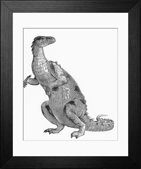 Framed Print : Iguanodon, Mesozoic Dinosaur Framed Print : Iguanodon, Mesozoic Dinosaur