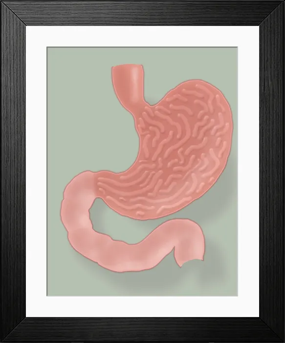 Framed Print : Stomach Illustration Framed Print : Stomach Illustration