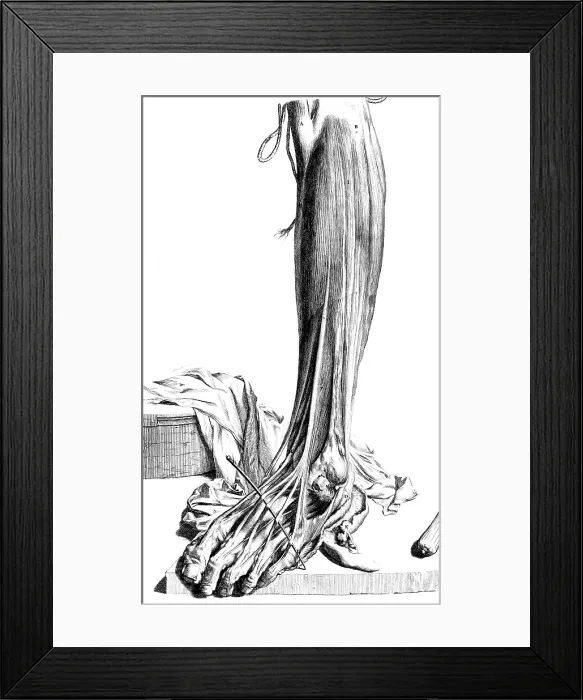 Framed Print : Anatomia humani corporis, Table 81, 1690 Framed Print : Anatomia humani corporis, Table 81, 1690