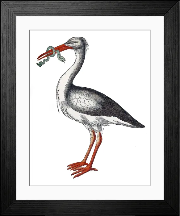 Framed Print : Gessner, Stork, 16th Century Framed Print : Gessner, Stork, 16th Century