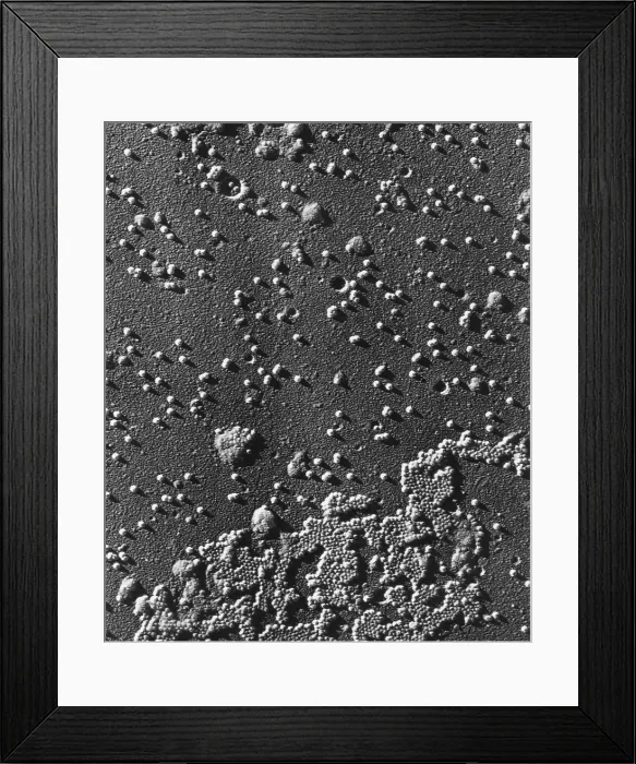 Framed Print : Human Enterovirus, Poliovirus, TEM