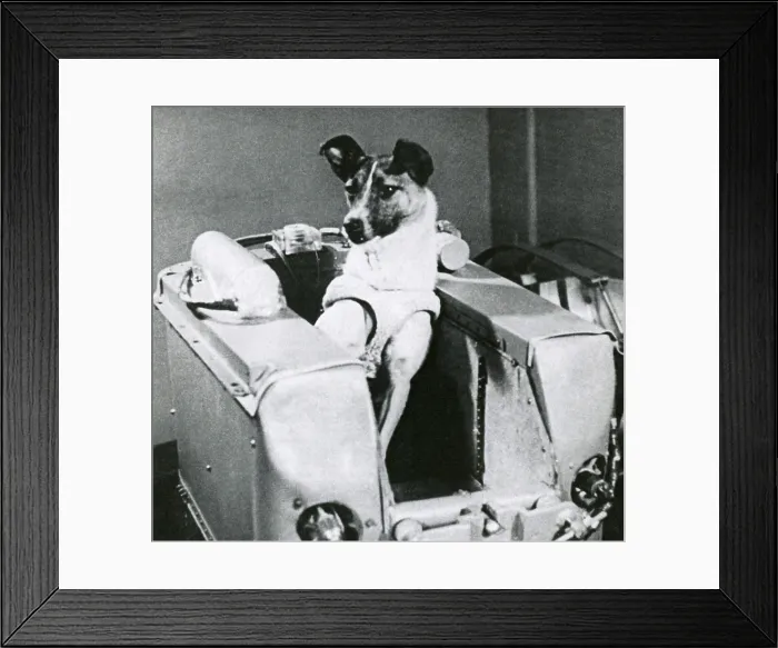 Framed Print : Laika, First Dog in Space, 1957 Framed Print : Laika, First Dog in Space, 1957