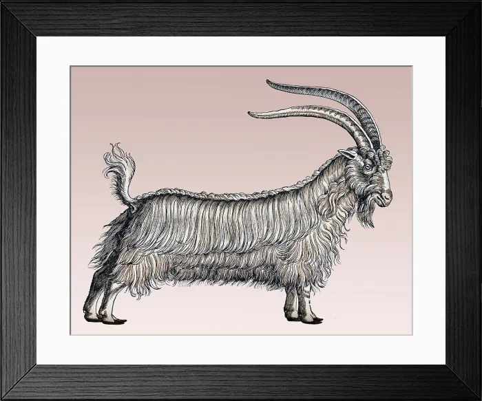 Framed Print : Gessner, Goat, 16th Century Framed Print : Gessner, Goat, 16th Century