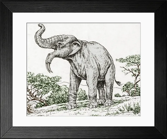 Framed Print : Deinotherium, Extinct Prehistoric Mammal Framed Print : Deinotherium, Extinct Prehistoric Mammal