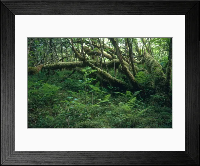 Framed Print : Rainforest, Alaska