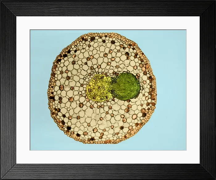 Framed Print : Willow Root Branch (1 of 3) under a microscope Framed Print : Willow Root Branch (1 of 3) under a microscope