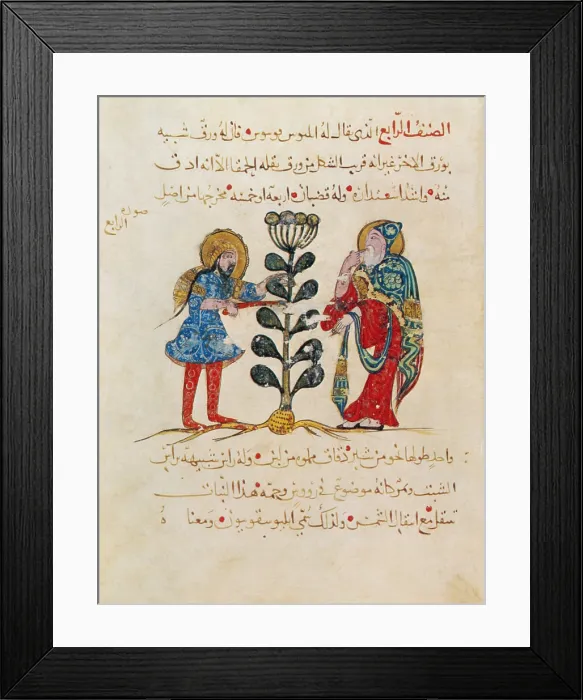Framed Print : Dioscorides, 'De Materia Medica', 13th Century Framed Print : Dioscorides, 'De Materia Medica', 13th Century
