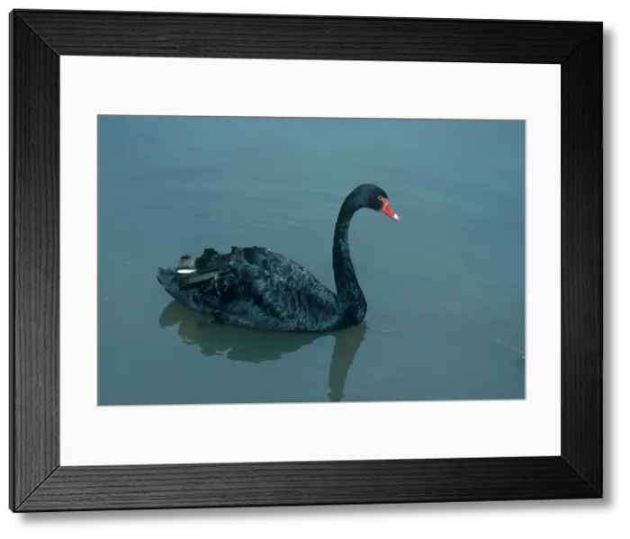 Framed Print : Black Swan Framed Print : Black Swan