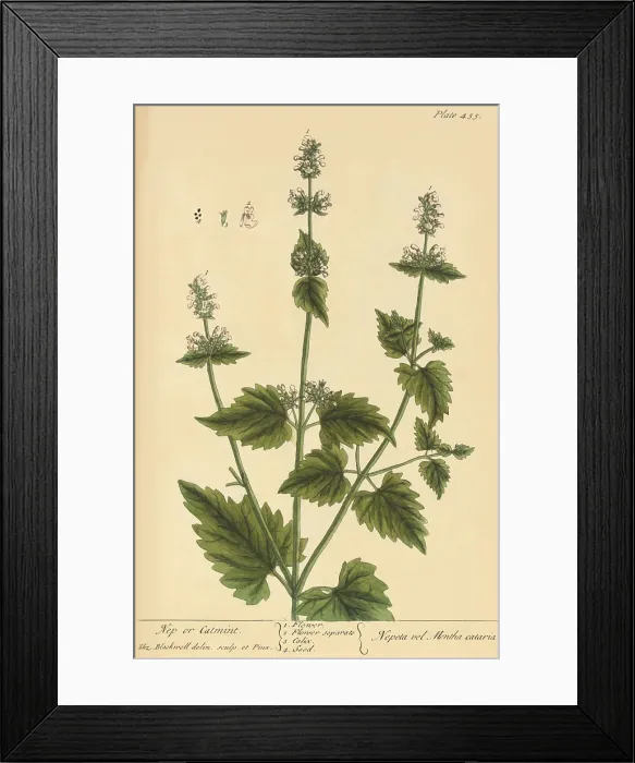 Framed Print : Catmint, Medicinal Plant, 1737