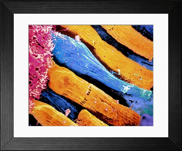 Framed Print : SEM of rod & cone cells in the retina Framed Print : SEM of rod & cone cells in the retina