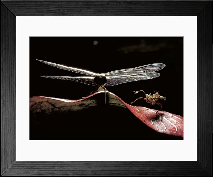 Framed Print : Dragonfly. Newly emerged dragonfly Framed Print : Dragonfly. Newly emerged dragonfly