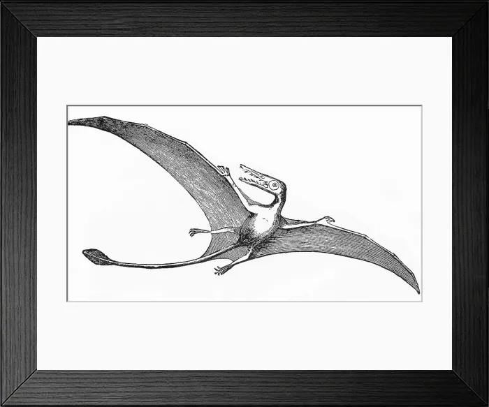 Framed Print : Pterodactyl, Extinct Flying Reptile