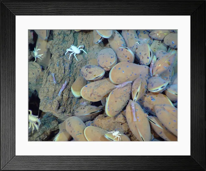 Framed Print : Hydrothermal Vent Community Framed Print : Hydrothermal Vent Community