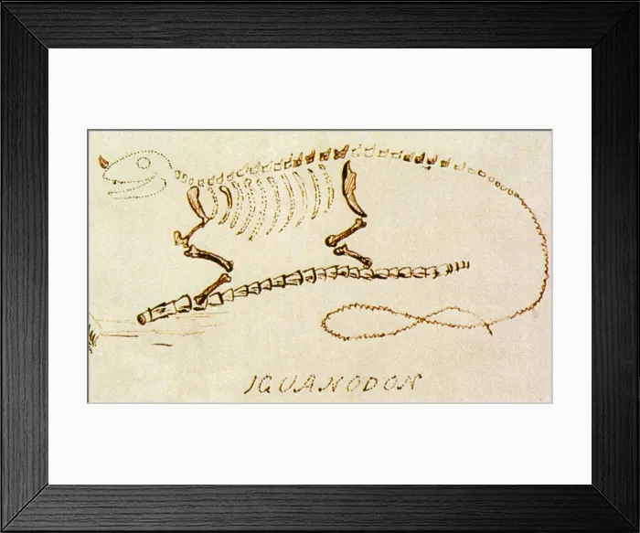 Framed Print : Iguanodon, Mesozoic Dinosaur Framed Print : Iguanodon, Mesozoic Dinosaur