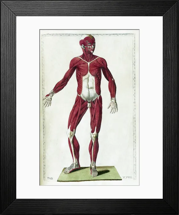 Framed Print : Eustachi, 'Tabulae anatomicae', 1783