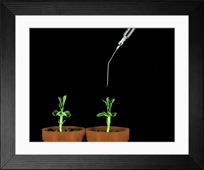 Framed Print : Pea Plants Grown with Gibberellic Acid Framed Print : Pea Plants Grown with Gibberellic Acid