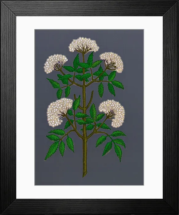 Framed Print : Common Elder Tree Framed Print : Common Elder Tree
